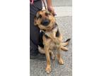 Adopt Eva a Black - with Tan, Yellow or Fawn German Shepherd Dog / Mixed dog in