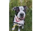 Adopt Douglas a Black Mixed Breed (Large) / Mixed dog in Fairfax, VA (39114201)
