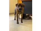 Adopt Reese a Brindle Mixed Breed (Medium) / Mountain Cur / Mixed dog in Sutton