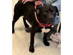 Adopt Cesar a Black Staffordshire Bull Terrier / Mixed Breed (Medium) / Mixed