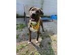 Adopt Reese a Brindle American Pit Bull Terrier / Mixed Breed (Medium) / Mixed