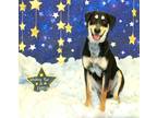 Adopt Bernie K34 9-7-23 a Black Rottweiler / Mixed dog in San Angelo