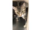 Adopt Booberry a Domestic Shorthair / Mixed (short coat) cat in Grand Junction