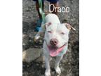 Adopt Simon/Draco a White American Pit Bull Terrier / Mixed Breed (Medium) /