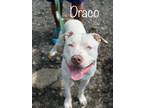 Adopt Simon/Draco a White American Pit Bull Terrier / Mixed dog in Pomona