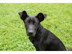 Adopt Liberty a Black Great Dane / Mixed dog in Terre Haute, IN (31626503)