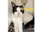 Adopt Cous Cous - Stray a White Domestic Shorthair / Mixed Breed (Medium) /