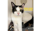 Adopt Cous Cous - Stray a White Domestic Shorthair / Domestic Shorthair / Mixed