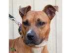 Adopt Carla a Tan/Yellow/Fawn Mixed Breed (Medium) / Mixed dog in Savannah
