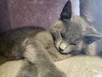 Adopt Jack Daniels a Gray or Blue Domestic Shorthair / Domestic Shorthair /