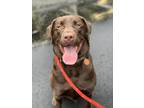 Adopt Blue a Brown/Chocolate Labrador Retriever / Mixed (short coat) dog in