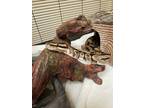 Adopt Princess Peach a Snake / Mixed reptile, amphibian, and/or fish in