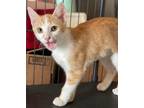 Adopt Pasilla a Orange or Red Domestic Shorthair / Domestic Shorthair / Mixed