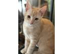 Adopt Melina a Tan or Fawn Domestic Shorthair / Domestic Shorthair / Mixed cat