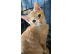 Adopt Solana a Orange or Red Domestic Shorthair / Mixed Breed (Medium) / Mixed