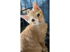 Adopt Solana a Orange or Red Domestic Shorthair / Domestic Shorthair / Mixed cat