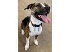 Adopt Bailey a Brindle - with White Hound (Unknown Type) / Boxer / Mixed dog in