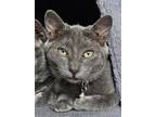 Adopt Scategories a Gray or Blue Domestic Shorthair / Mixed Breed (Medium) /