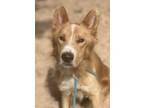 Adopt Tucker - IN FOSTER a Red/Golden/Orange/Chestnut Mixed Breed (Small) /