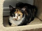 Adopt Sundae a Orange or Red Domestic Shorthair / Domestic Shorthair / Mixed cat