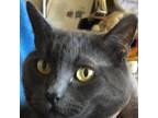 Adopt Cuddles a Gray or Blue Chartreux / Mixed (short coat) cat in San Diego