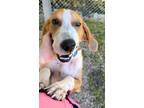 Adopt Theodore a Tricolor (Tan/Brown & Black & White) Treeing Walker Coonhound /