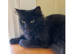 Adopt Minnie a Domestic Mediumhair / Mixed (short coat) cat in Lunenburg