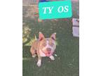 Adopt Ty a Pit Bull Terrier dog in Phoenix, AZ (39203653)
