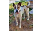 Adopt Bowie a White - with Tan, Yellow or Fawn Pit Bull Terrier / Australian