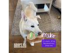 Adopt Miko a White - with Tan, Yellow or Fawn Jindo / Mixed Breed (Large) /