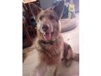 Adopt Pongo/Porter a German Shepherd Dog dog in Discovery Bay, CA (39202688)