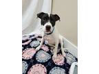 Adopt Chewy a Black - with White Terrier (Unknown Type, Medium) / Mixed dog in