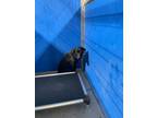 Adopt Gunner a Black Mixed Breed (Medium) dog in Whiteville, NC (39201867)