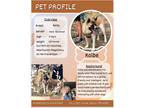 Adopt Kolbe a Tricolor (Tan/Brown & Black & White) Akita / Mixed dog in fort