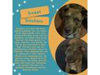 Adopt Snickers a Brindle Catahoula Leopard Dog / Mixed dog in fort worth