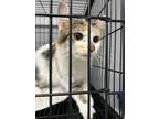 Adopt Tia a Calico or Dilute Calico Domestic Mediumhair cat in Whiteville