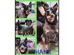 Adopt Hank a Black - with Gray or Silver Blue Heeler / Mixed dog in Odessa