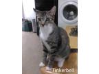 Adopt Tinkerbell a Gray, Blue or Silver Tabby Domestic Shorthair (short coat)
