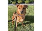 Adopt Goliath a Red/Golden/Orange/Chestnut Anatolian Shepherd / Chow Chow /