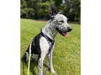 Adopt Bandit a Black - with White Cattle Dog / Australian Cattle Dog / Mixed dog
