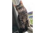 Adopt Luna a Brown Tabby Domestic Shorthair (short coat) cat in Carlisle