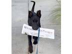 Adopt Adorable Buster a Black Australian Kelpie / Labrador Retriever / Mixed dog