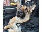 Adopt Pretty Alice -URGENT a Tan/Yellow/Fawn - with White Belgian Malinois /