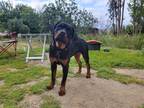 Adopt Scarlett a Black - with Tan, Yellow or Fawn Rottweiler / Mixed dog in