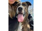 Adopt Phoenix a Brindle - with White Pit Bull Terrier / Mixed dog in Antelope
