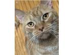Adopt Blaze a Orange or Red Tabby Domestic Shorthair (short coat) cat in