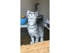 Adopt Husky a Gray, Blue or Silver Tabby Domestic Shorthair (short coat) cat in