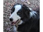 Adopt Summers Lace a Black - with White Border Collie / Mixed dog in Minerva
