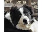 Adopt Drew a Black - with White Border Collie / Mixed dog in Minerva