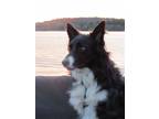 Adopt Rookie McGee a Black - with White Border Collie / Mixed dog in Minerva